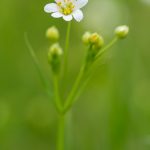 Stellaire holostée (Stellaria holostea) - Fleur sauvage de mars