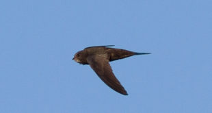 Martinet noir - Oiseau de la forêt de Fontainebleau