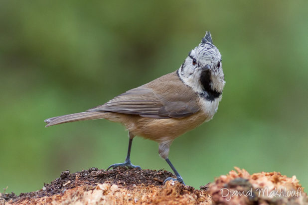 Mésange huppée (lophophanes cristatus) - Oiseau de la forêt de Fontainebleau - Photo oiseau du jardin