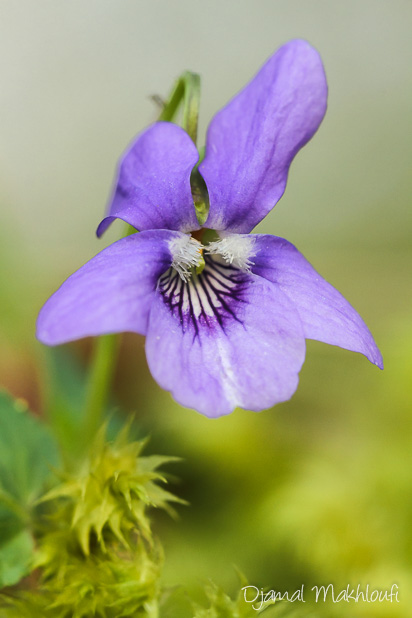 Violette de Reichenbach (Viola reichenbachiana)