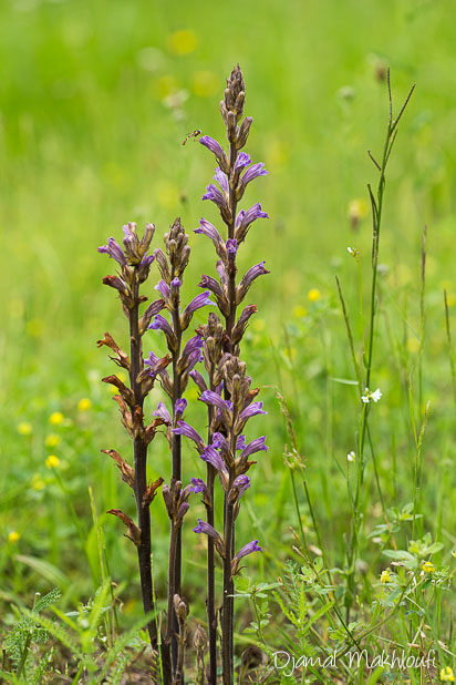 Orobanche pourprée (Orobanche purpurea) - Flore de la forêt 