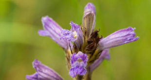 Orobranche pourprée (Orobanche purpurea) - Plante sauvage