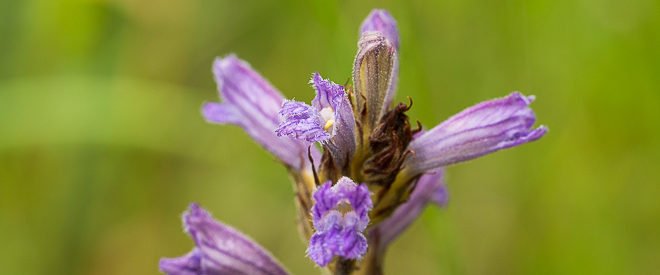 Orobranche pourprée (Orobanche purpurea) - Plante sauvage