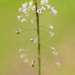Fleur blanche sauvage - Bourse à pasteur (Capsella bursa-pastoris) - Plante à fleurs blanches