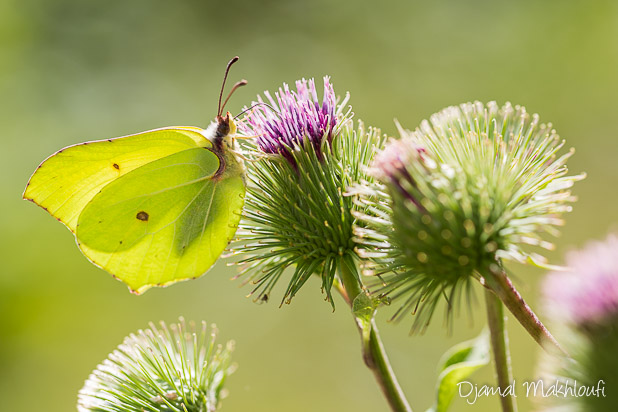Papillon Citron (Gonepteryx rhamni) - Papillon de la forêt de Fontainebleau