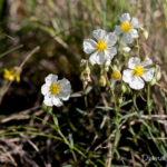 Fleur blanche sauvage - Hélianthème blanc (Helianthemum apenninum) - Petite fleur blanche