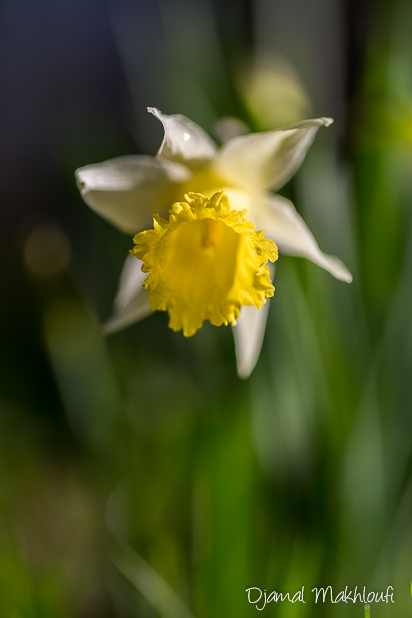 Jonquille des bois (Narcissus pseudonarcissus)