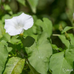 Fleur blanche sauvage - Liseron des haies (Calystegia sepium) - Fleur sauvage des champs