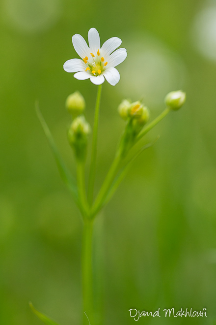 Descubra 48 kuva fleur blanche avril - Thptnganamst.edu.vn