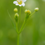 Fleur blanche sauvage - Stellaire holostée (Stellaria holostea) - Fleur blanche