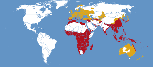 Distribution sphinx du liseron (Agrius convolvuli) dans le monde