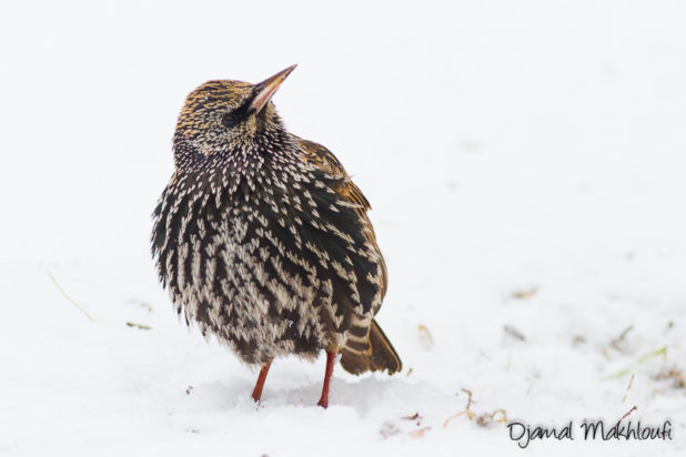 Étourneau en plumage hivernal - Photo