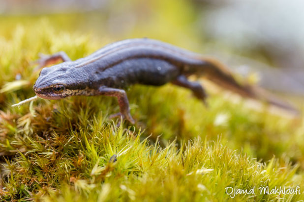 Triton palmé (Lissotriton helveticus) - Amphibiens de la forêt de Fontainebleau