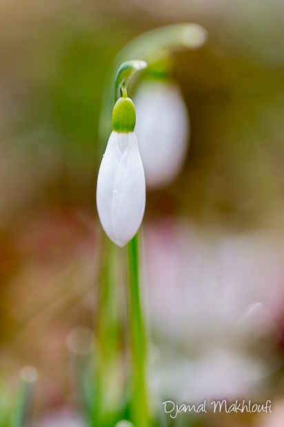 Perce-neige (Galanthus nivalis) ou Goutte de lait 