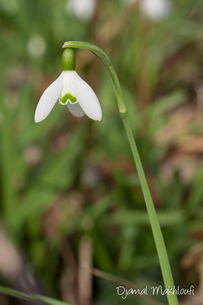 Fleur blanche d'hiver (Perce-neige)