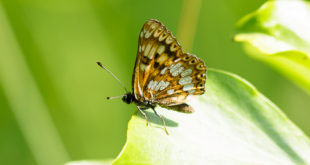 Lucine (Hamearis lucina) - papillon photo
