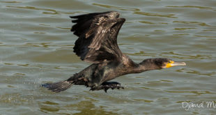 Grand Cormoran (Phalacrocorax carbo) au décollage