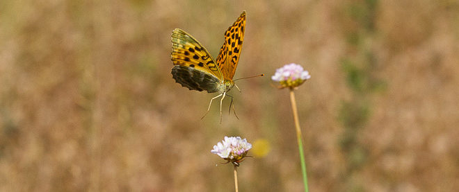 Photographier les papillons en vol (Tabac d'Espagne)