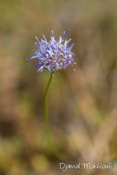Jasione des montagnes (Jasione montana) - Fleur bleue