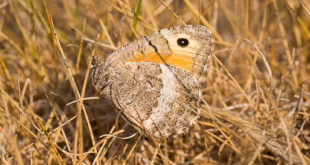 Mercure (Arethusana arethusa) - Petit Agreste - Papillon