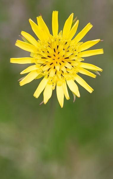 Salsifis des prés - Fleur jaune sauvage