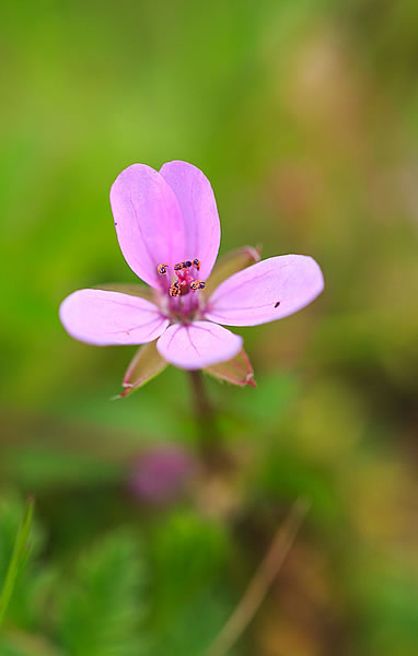 Bec de grue - Fleurs sauvages de la forêt de Fontainebleau - eBook nature
