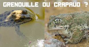 grenouille ou crapaud ?