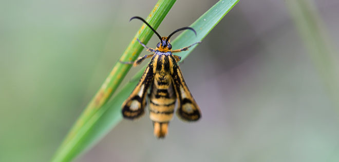 Sésie tenthrède (Chamaesphecia tenthrediniformis)
