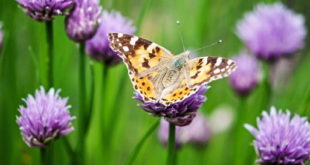 Papillon Belle-Dame - Vanesse des chardons