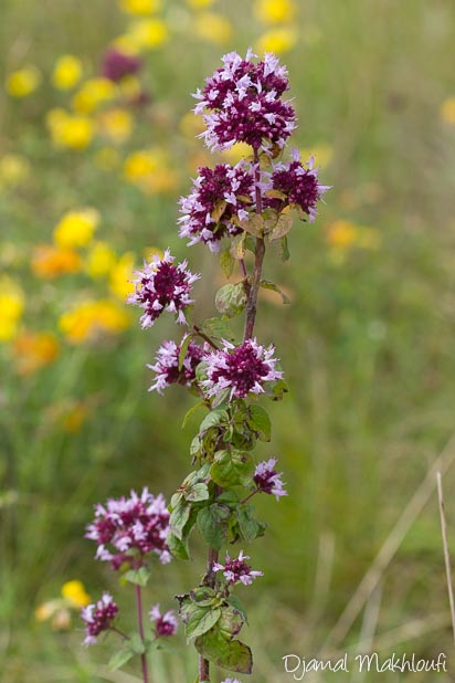 Origan sauvage (Origanum vulgare) - Marjolaine sauvage fleur mellifère