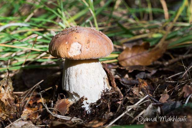 Bolet - Cèpe (Forêt de Fontainebleau) ramassage des champignons