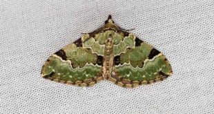 Cidarie verdâtre - Papillon de nuit d'Ile de France