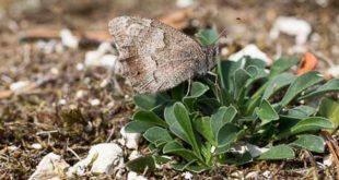 Faune (Hipparchia statilinus) papillon de la forêt de Fontainebleau
