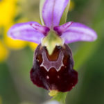 Variante 1 Ophrys bourdon
