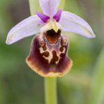 Variante 3 Ophrys bourdon