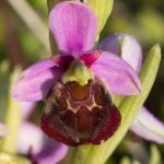 Variante 5 Ophrys bourdon