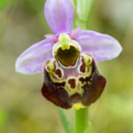 Variante 14 Ophrys bourdon