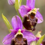 orchidée de la forêt de Fontainebleau