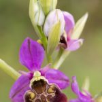Variante 9 Ophrys bourdon