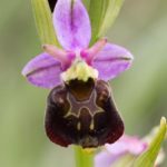 Variante 10 Ophrys bourdon