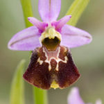 Variante 11 Ophrys bourdon