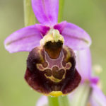 Variante 12 Ophrys bourdon