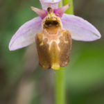 formes et motifs différents de l'Ophrys bourdon