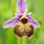 Orchidée sauvage de la forêt de Fontainebleau