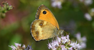 Accouplement papillons Amaryllis (Pyronia tithonus) - Papillons marron