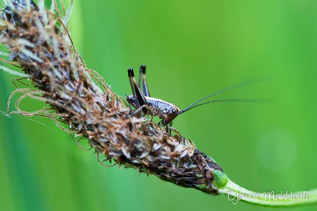 insectes dela forêt de Fontainebleau