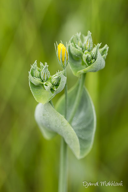 Centaurée jaune (Blackstonia perfoliata) plante sauvage annuelle de la famille des gentianes