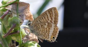 Azuré porte-queue (Lampides boeticus) - Papillon migrateur de Fontainebleau