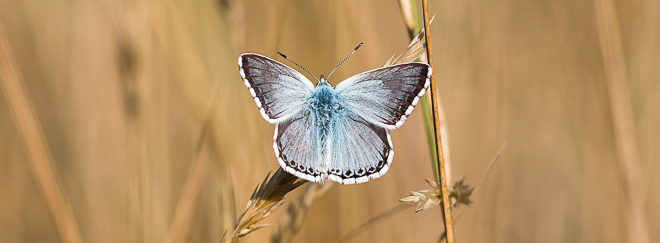 Azuré ou Argus bleu nacré mâle (Polyommatus coridon)