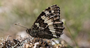 Silène (Brintesia circe) - Un papillon de taille